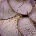 Boczniaki - źródło białka, które aż w 70% jest przyswajane przez organizm człowieka (źródło: pixabay.pl)